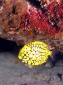 Poisson-ananas (3)